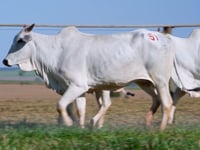 Lote 51