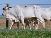 Lote 53