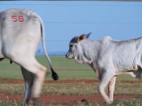 Lote 58