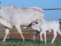 Lote 59