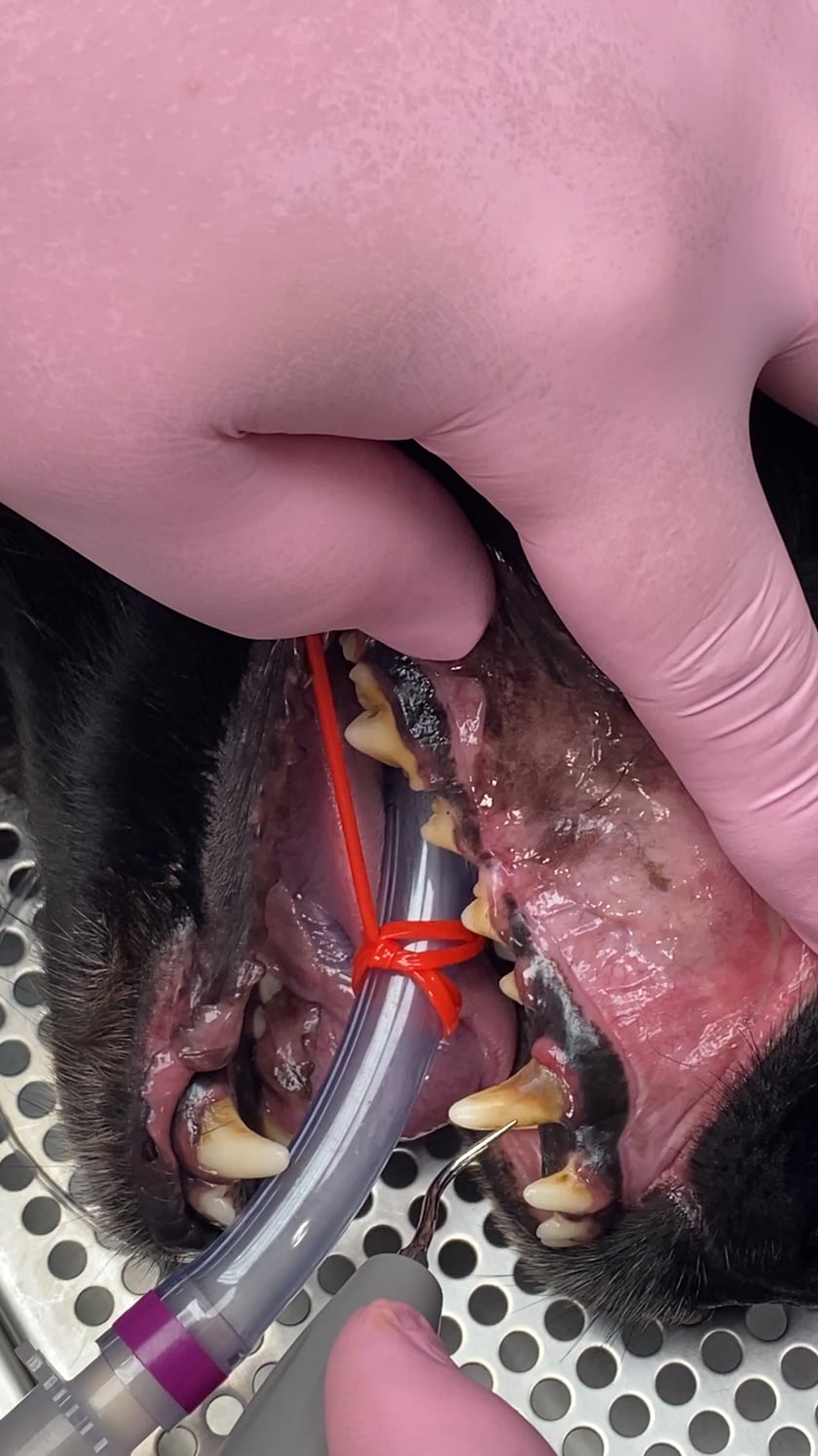 vimeo-video-thumbnail