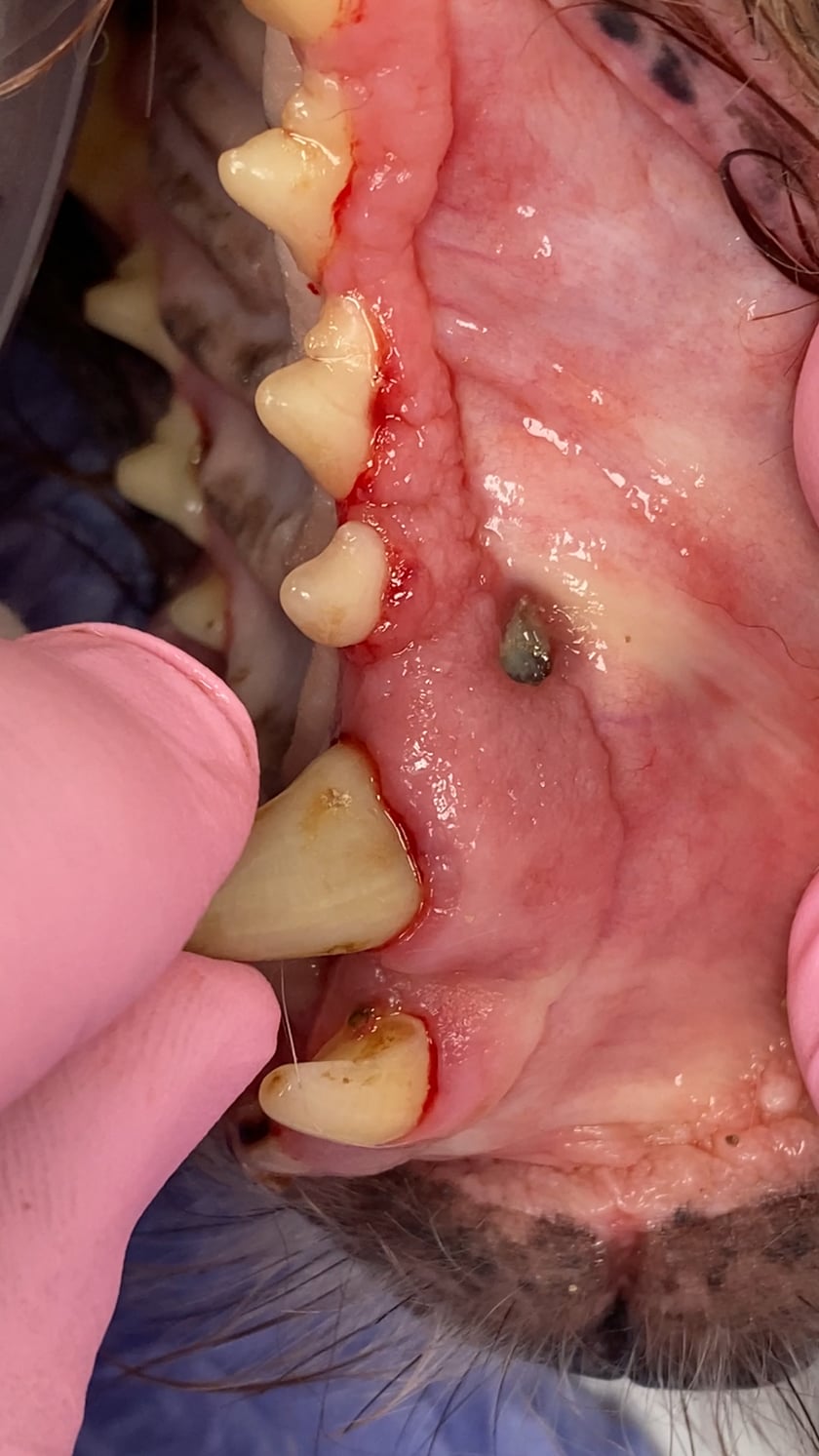 vimeo-video-thumbnail