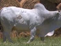 Lote 120