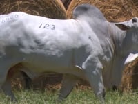 Lote 123