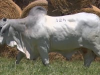 Lote 124