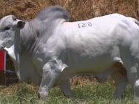 Lote 128