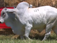 Lote 129