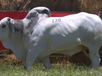 Lote 130