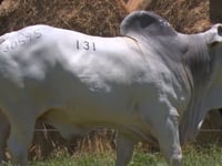 Lote 131