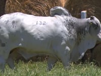 Lote 132