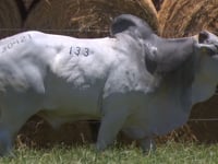 Lote 133