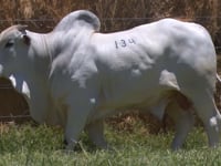 Lote 134