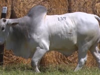 Lote 139