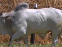 Lote 140