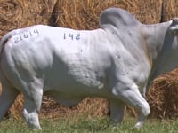 Lote 142