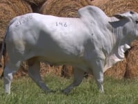 Lote 146