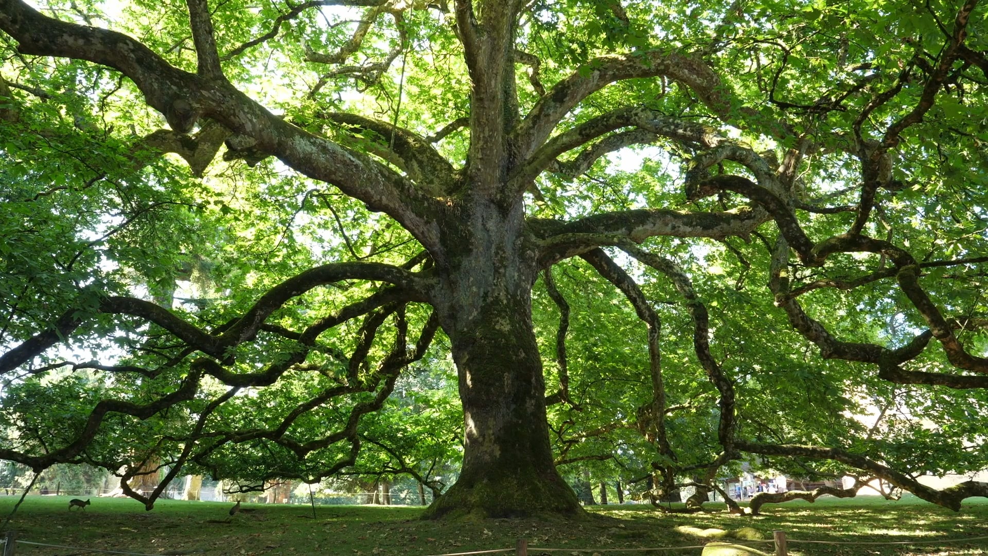 BA Les Arbres Remarquables