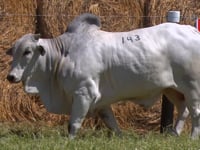 Lote 143