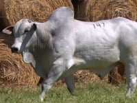 Lote 147