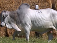 Lote 149