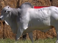 Lote 150