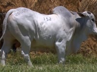 Lote 152