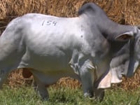 Lote 154