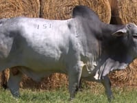 Lote 151