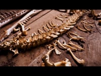 The Skeletal System in Shiatsu Massage