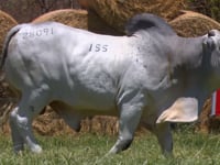 Lote 155