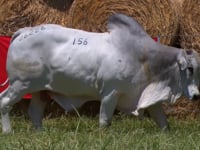 Lote 156
