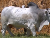 Lote 159