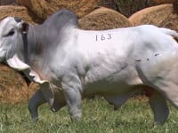 Lote 163