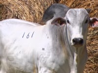 Lote 161