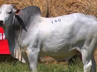 Lote 160
