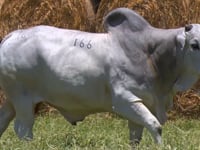 Lote 166