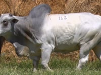 Lote 162