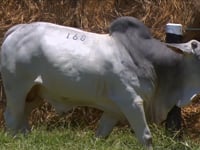 Lote 168