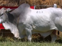 Lote 213