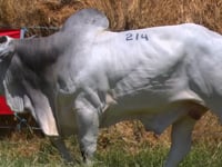 Lote 214