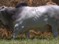 Lote 164