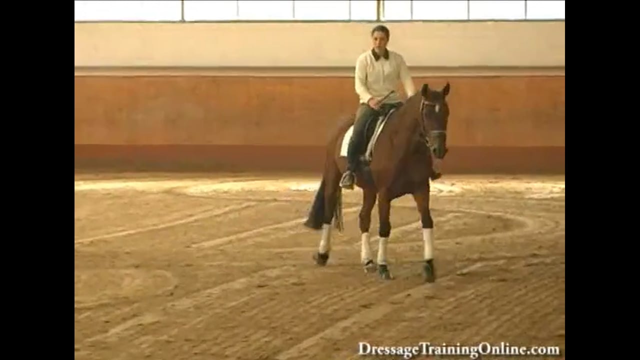 2008 121st Elite Hanoverian Auction, The complete auction experience!
