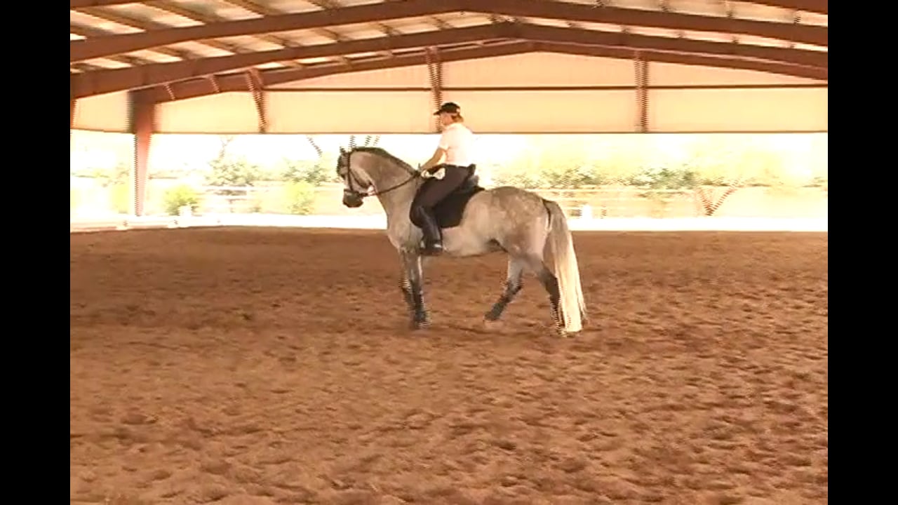 Canter, Collection & Pirouettes | Axel Steiner