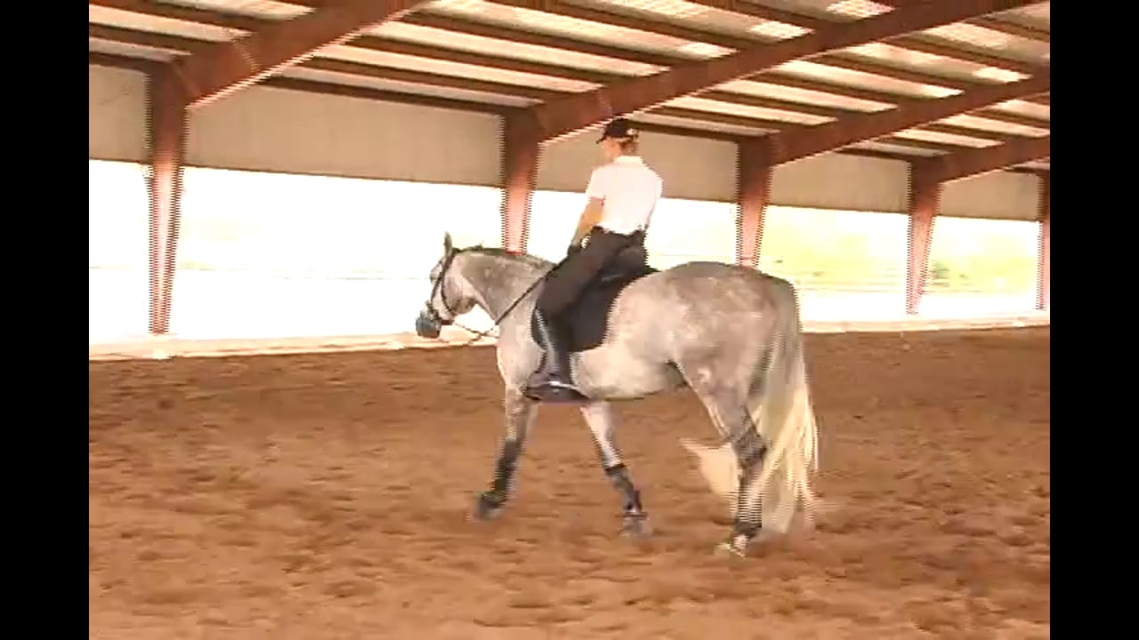 3rd Level: Half Pass, Extended, and Free Walk | Axel Steiner