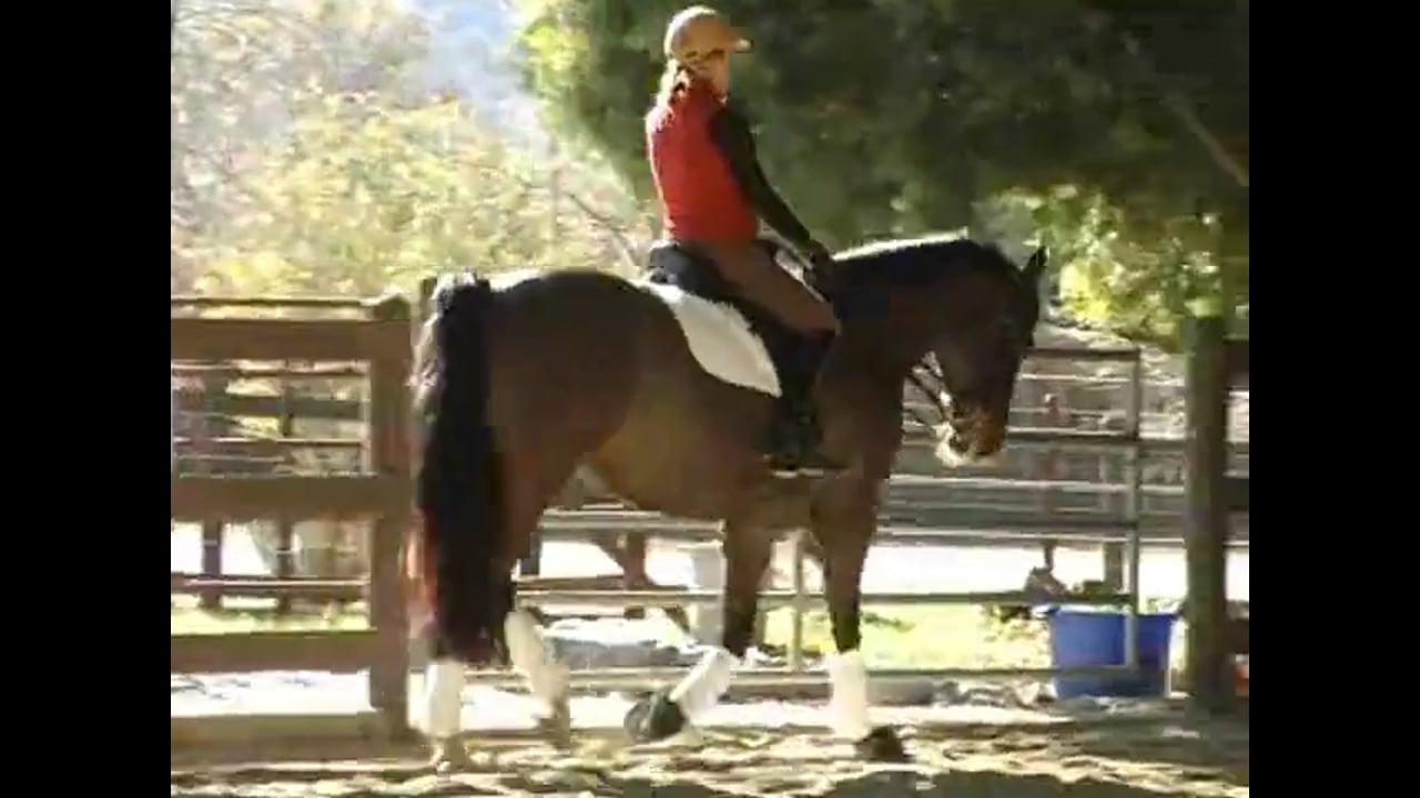 Training Gundi at Fourth Level | Alex Gerding | PART 02