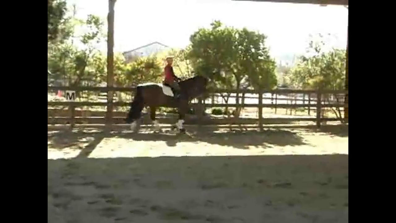 Training Gundi Younger at Fourth Level | Alex Gerding | PART 02