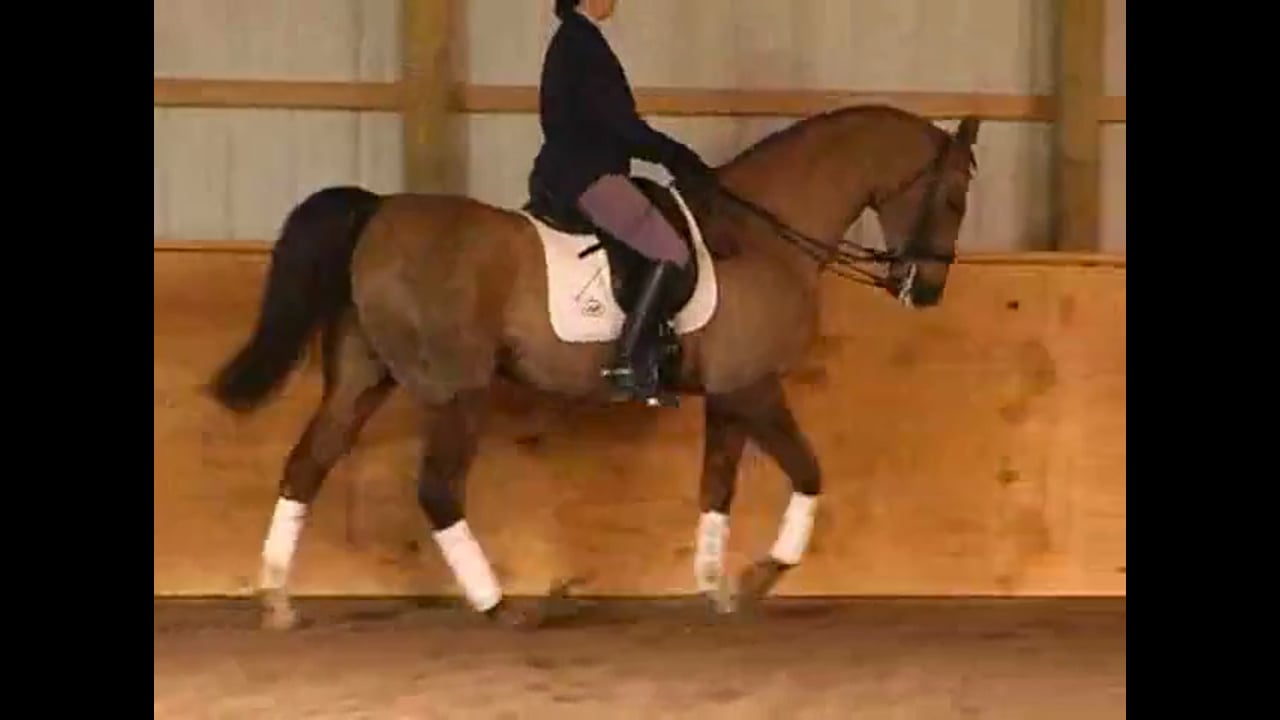 Training Gundi at Fourth Level | Alex Gerdng | PART 01