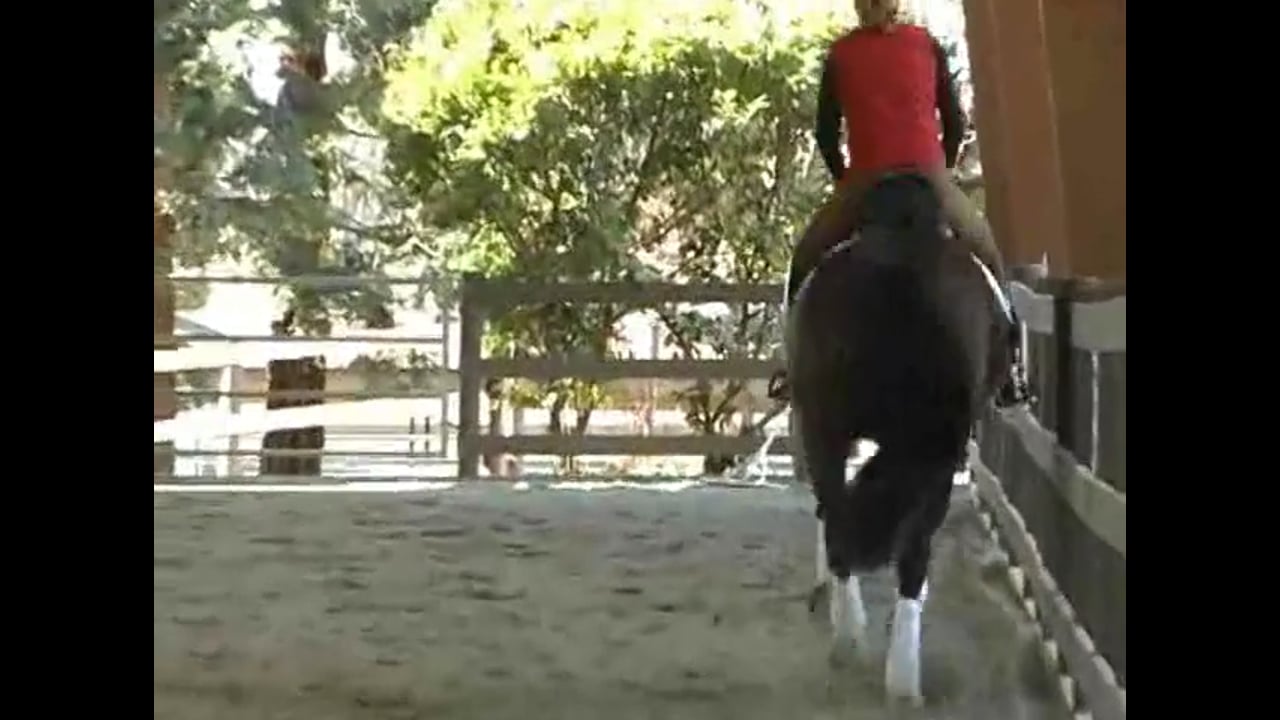 Training Gundi at Fourth Level | Alex Gerding | PART 04