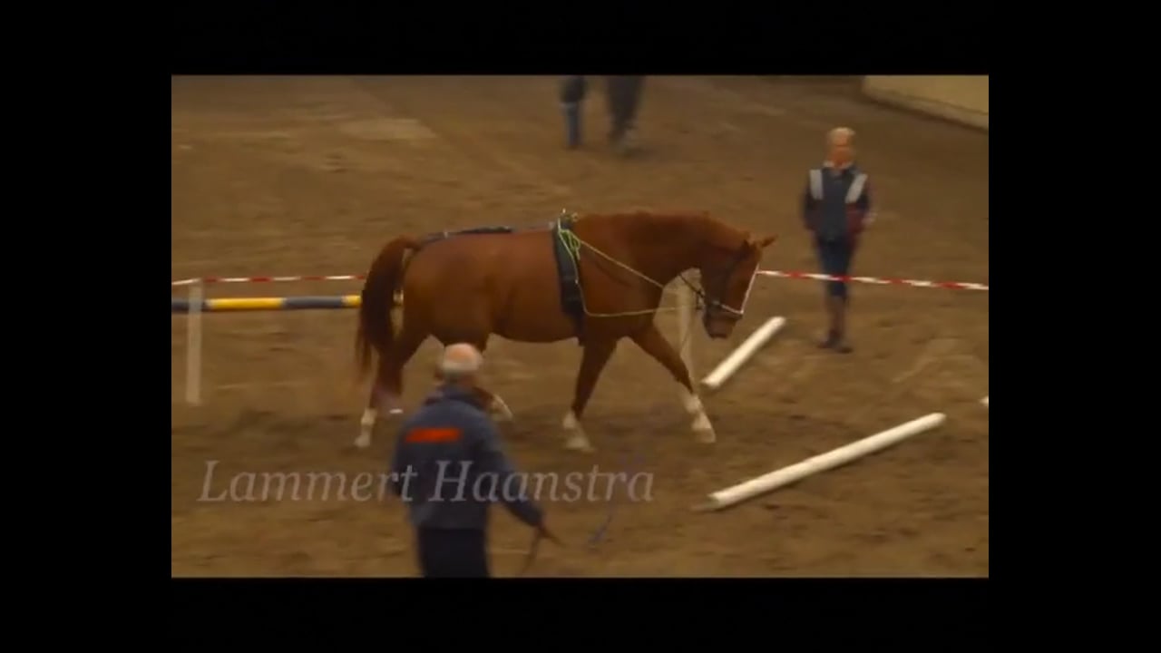 Basic Training in Lunging | Lammert Haanstra | PART 05