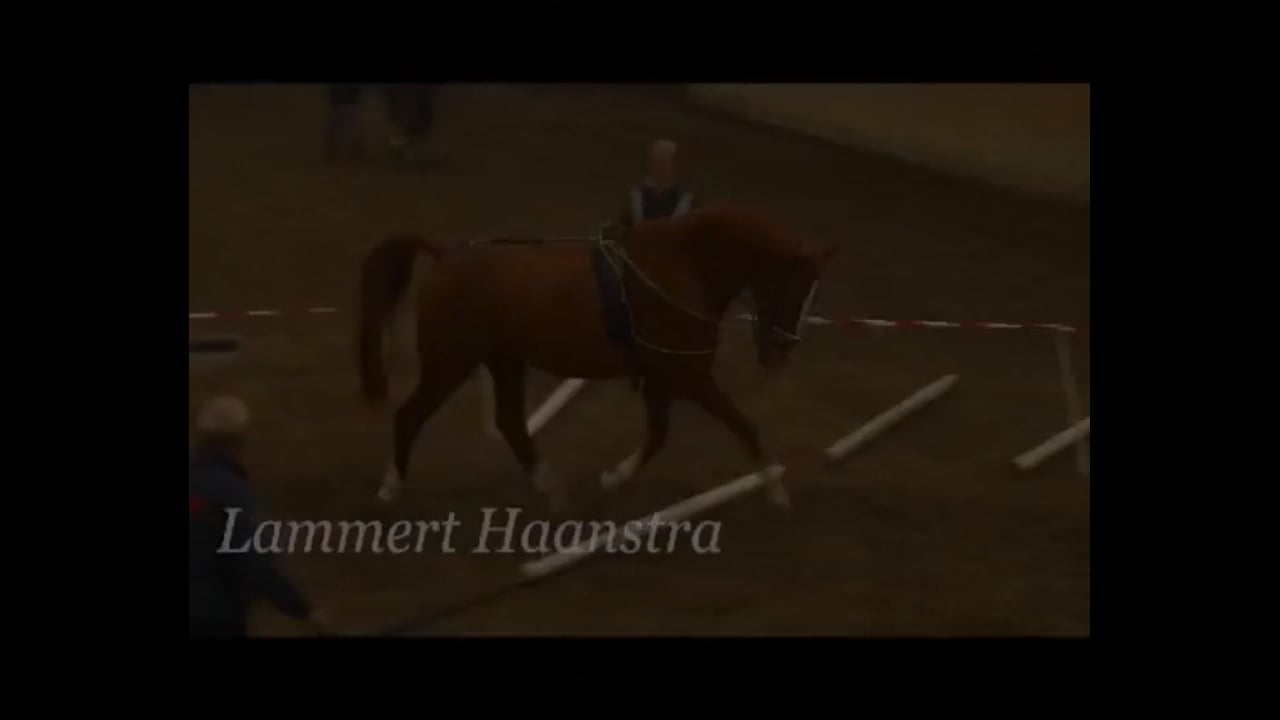 Basic Training in Lunging | Lammert Haanstra | PART 07